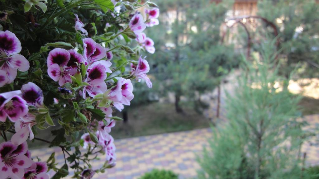 Villa Sosnovy Bor Zatoka Exteriér fotografie